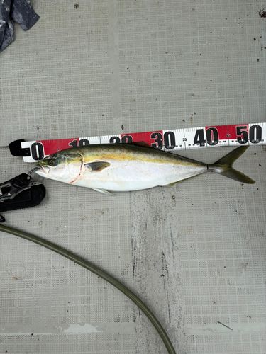ヤズの釣果