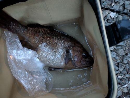 キツネメバルの釣果