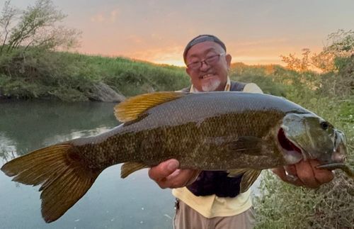 スモールマウスバスの釣果