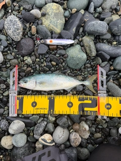 ワカシの釣果
