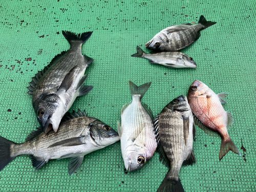 チヌの釣果