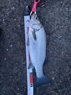 ヒラスズキの釣果