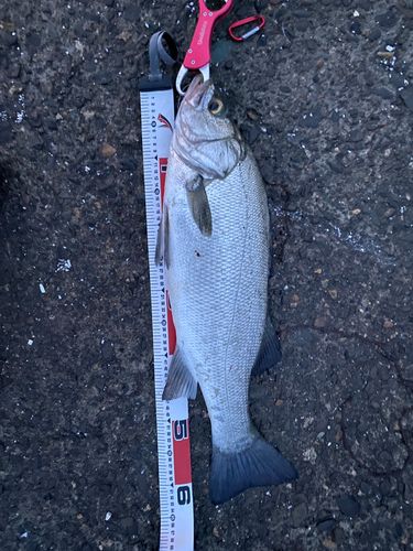 ヒラスズキの釣果