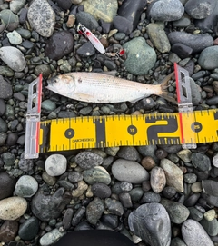 コノシロの釣果