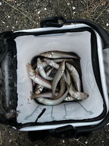 キスの釣果