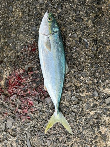 ヤズの釣果