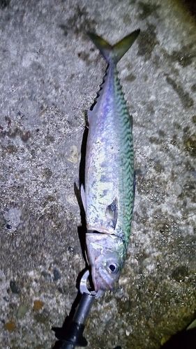 サバの釣果