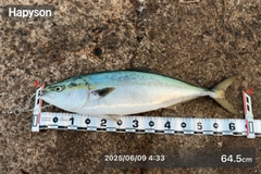 ワラサの釣果