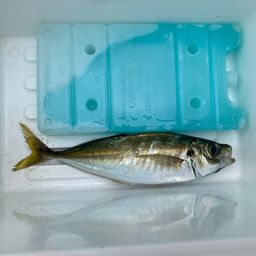 アジ