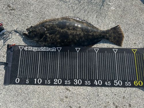 ヒラメの釣果
