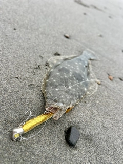 ソゲの釣果
