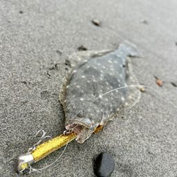ソゲ
