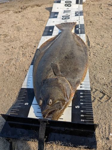 ヒラメの釣果