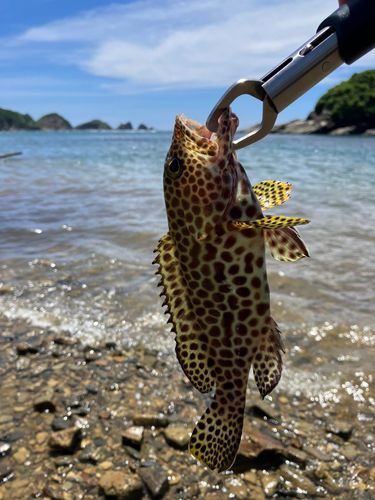 イシミーバイの釣果