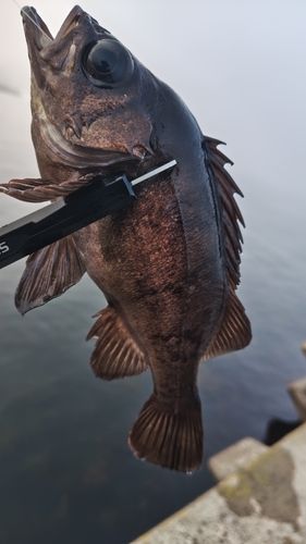 キンメバルの釣果