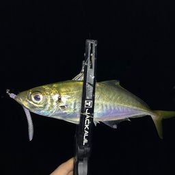 アジ