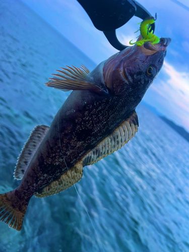 アイナメの釣果