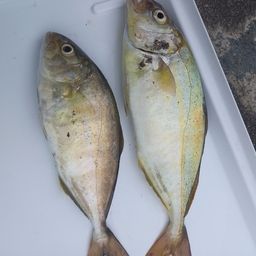 ショゴ