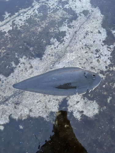 シタビラメの釣果