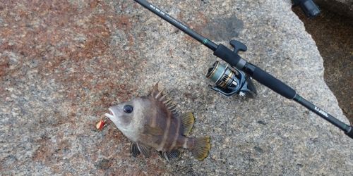 ヒゲダイの釣果