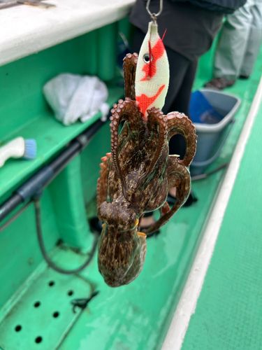 タコの釣果