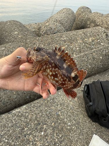 カサゴの釣果