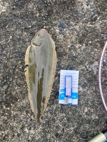 シタビラメの釣果