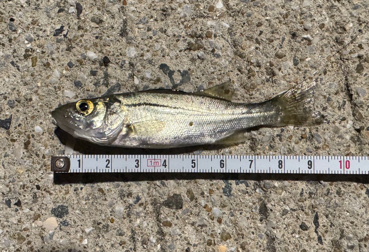 セイゴ(タイリクスズキ)