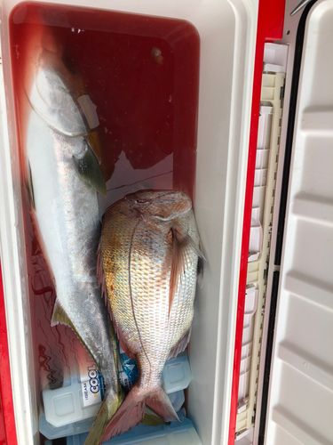 ブリの釣果
