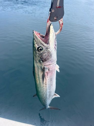 サワラの釣果