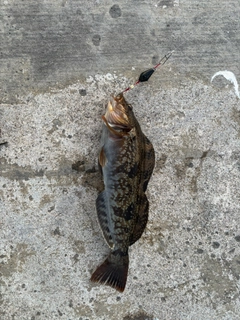 アイナメの釣果
