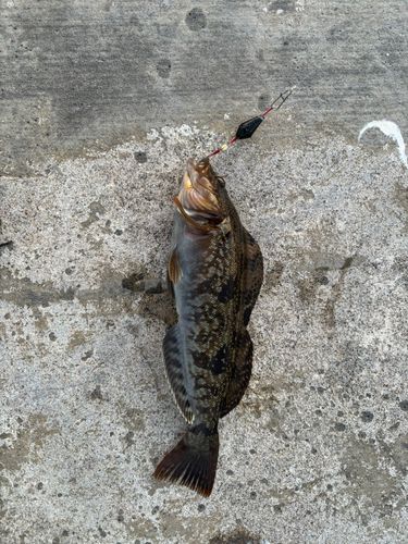 アイナメの釣果