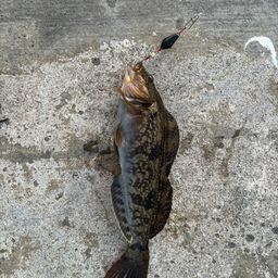 アイナメ