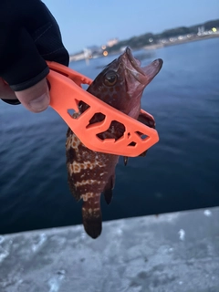 アイナメの釣果