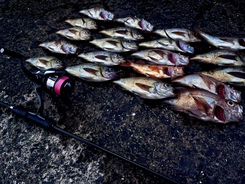 釣果