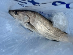 ニベの釣果