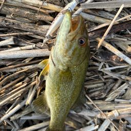 スモールマウスバス