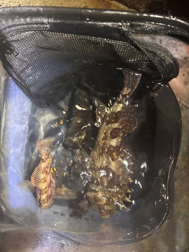 釣果