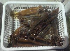 スルメイカの釣果