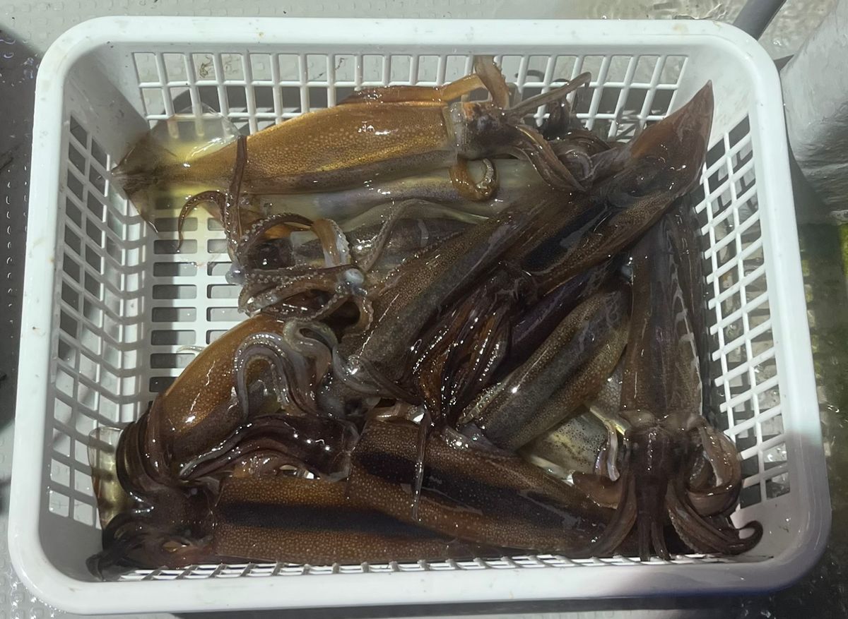 Guest40677787さんの釣果 1枚目の画像