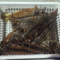 スルメイカ