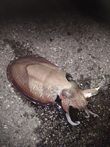 モンゴウイカの釣果