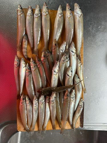 キスの釣果