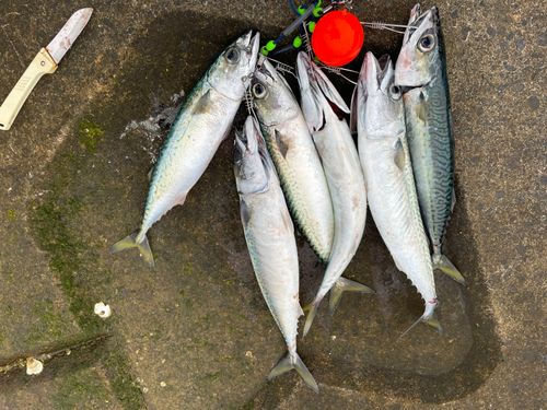サバの釣果