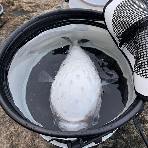 ハリセンボンの釣果