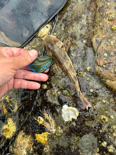 ホウボウの釣果