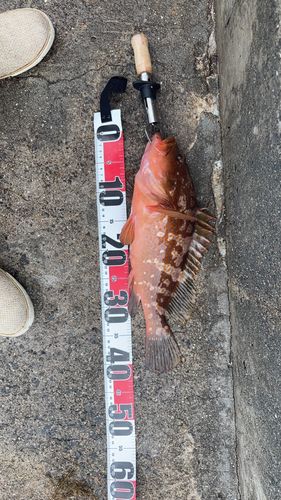 アコウの釣果