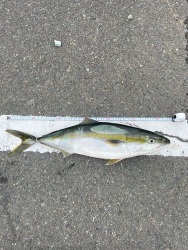 メジロの釣果