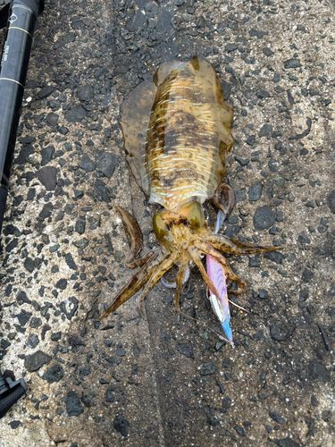 アオリイカの釣果