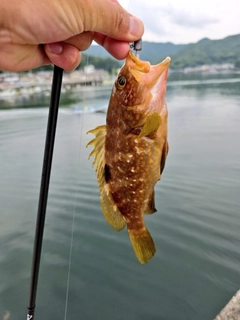 キジハタの釣果